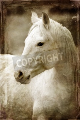 Fototapete Bildnis eines pferdes in sepia
