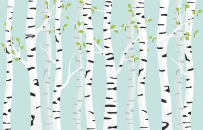 Fototapete Birch forest background. Spring birch green young leaves spotty bark on tree black vector spots white trunk, romantic seasonal park april grove background revived spring.