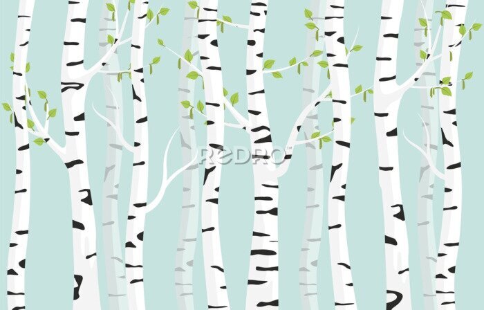 Fototapete Birch forest background. Spring birch green young leaves spotty bark on tree black vector spots white trunk, romantic seasonal park april grove background revived spring.