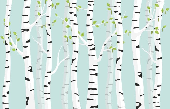 Fototapete Birch forest background. Spring birch green young leaves spotty bark on tree black vector spots white trunk, romantic seasonal park april grove background revived spring.