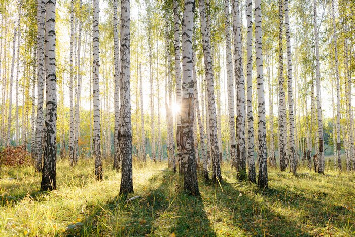 Fototapete Birch tree grove in golden sunlight. Trunks with white bark and yellow leaves. Natural forest scenery in early autumn. Ural, Russia