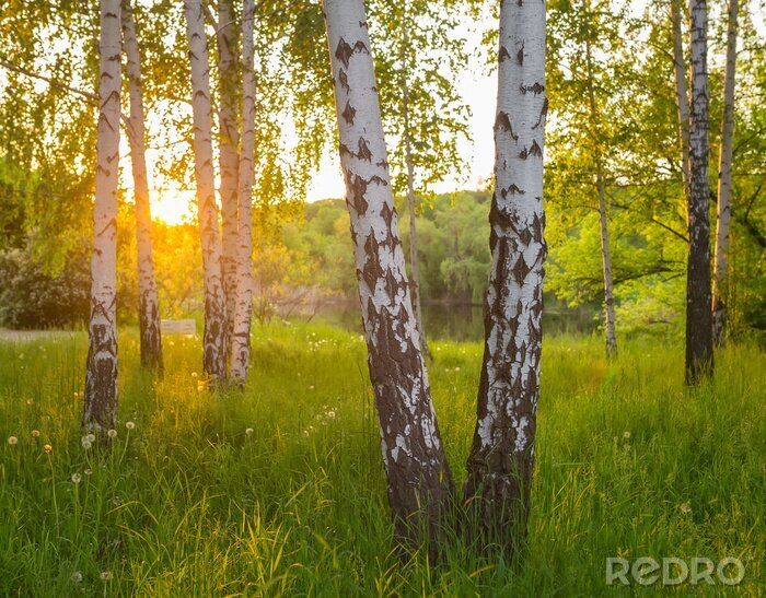 Fototapete Birch trees in a summer forest