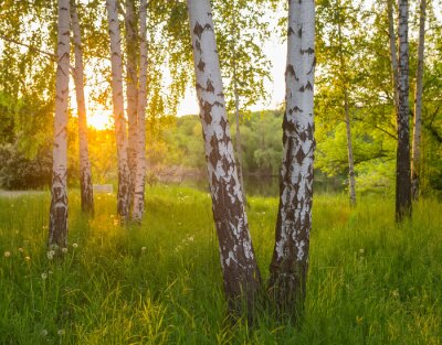 Fototapete Birch trees in a summer forest