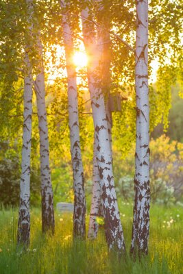 Fototapete Birch trees in a summer forest