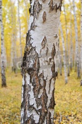 Fototapete Birke im Herbstwald