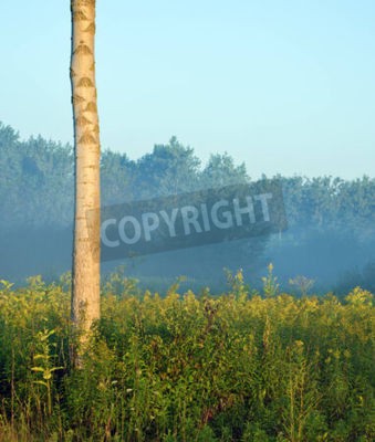 Fototapete Birke vor dem Hintergrund des Waldes