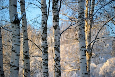 Fototapete Birken 3D im Winter
