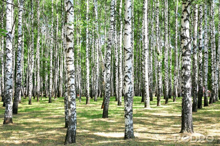 Fototapete Birken 3D kleiner Wald