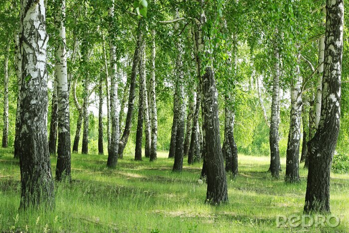 Fototapete Birken am Hügel