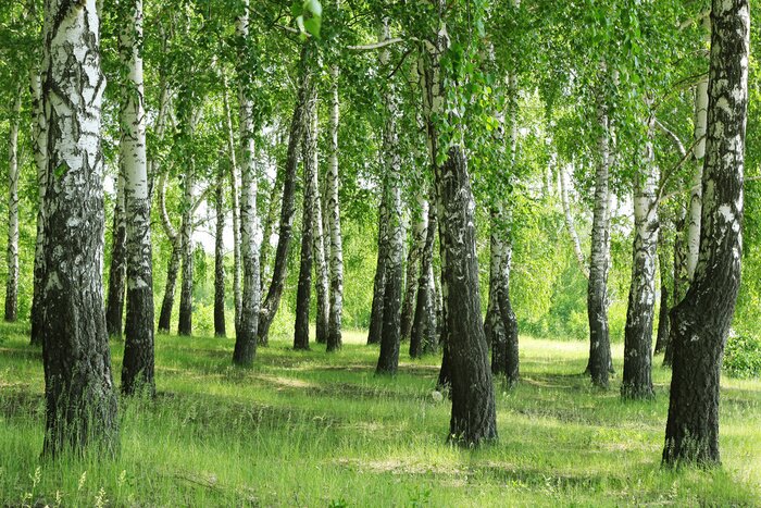 Fototapete Birken am Hügel
