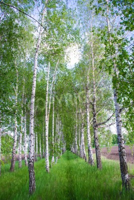 Fototapete Birken auf der Lichtung