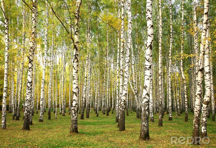 Fototapete Birken Frühherbst
