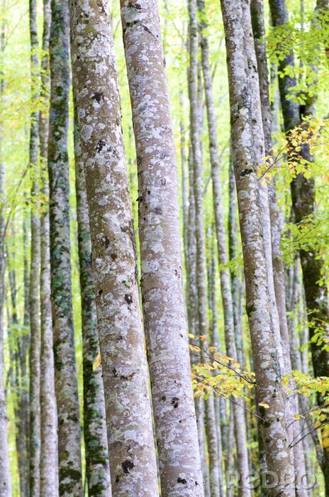 Fototapete Birken Grün und Natur