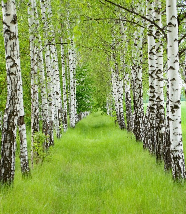 Fototapete Birken im Hain