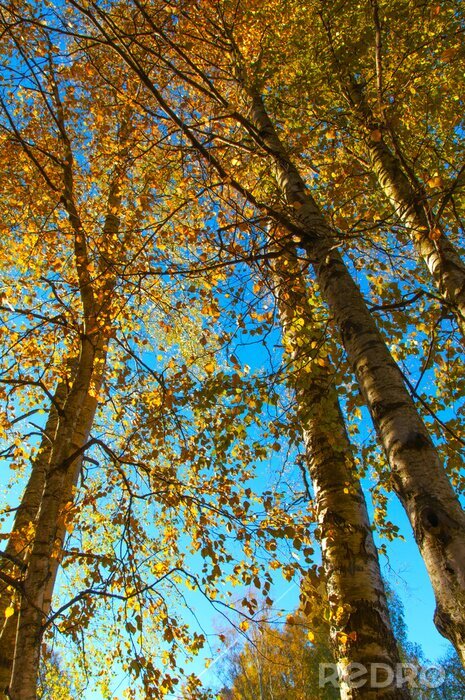 Fototapete Birken im Herbst vor dem Hintergrund des Himmels