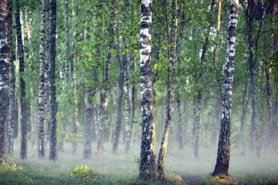 Fototapete Birken im Nebel