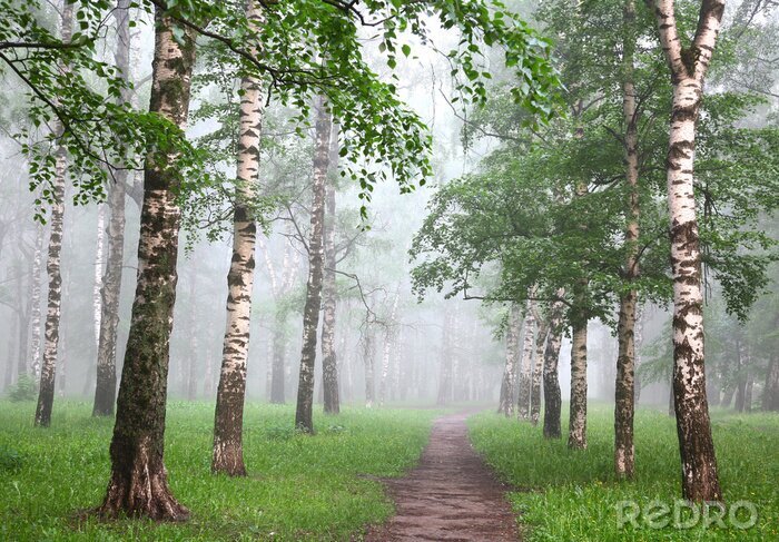 Fototapete Birken im Nebel im Frühling