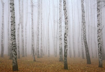 Birken im Nebel im Wald