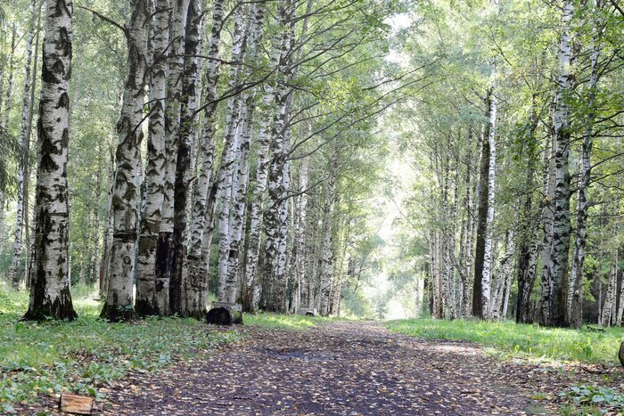 Fototapete Birken im sonnigen Park