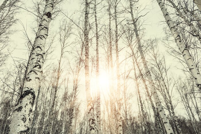 Fototapete Birken im Wald und Sonnenuntergang