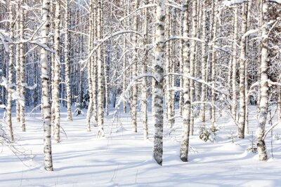 Fototapete Birken im Winter