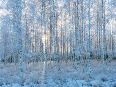 Fototapete Birken im Winter am Morgen