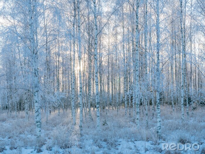 Fototapete Birken im Winter am Morgen