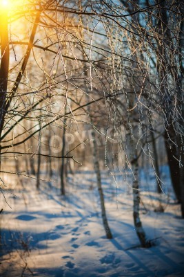 Fototapete Birken im Winter gefroren