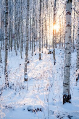Fototapete Birken im Winter in der Sonne