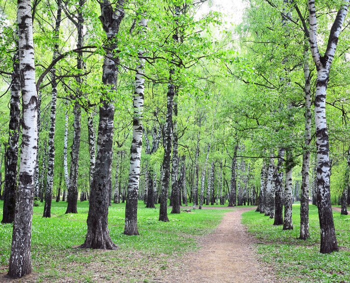 Fototapete Birken in der Nähe des Weges