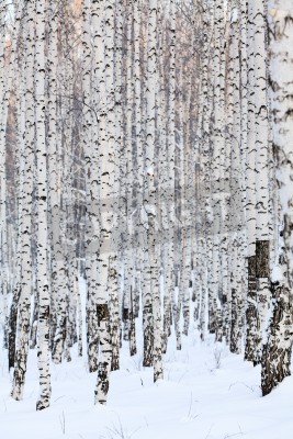 Fototapete Birken in der Winterzeit