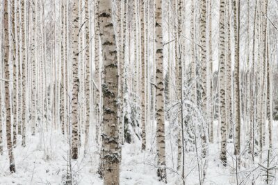 Birken in Finnland