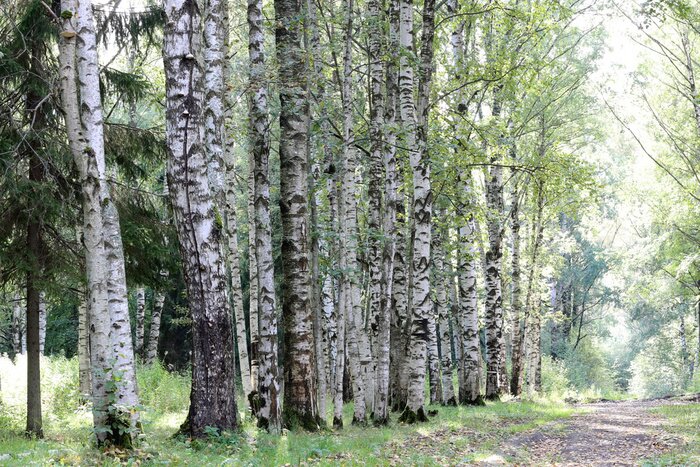 Fototapete Birken in Reihe