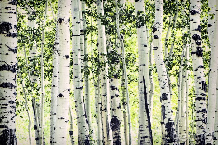 Fototapete Birken in Sonnenstrahlen