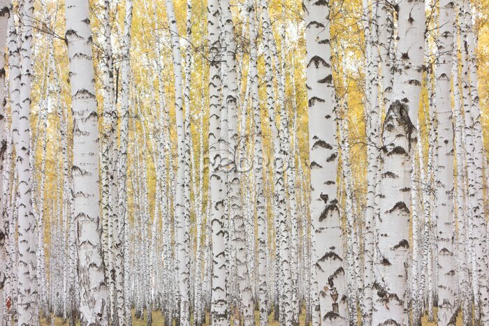Fototapete Birken mit gelben Blättern