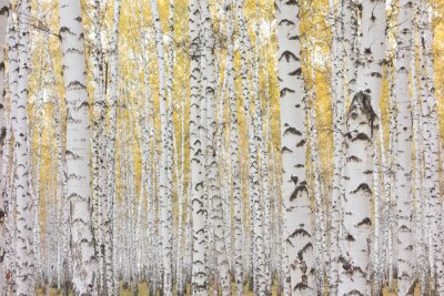 Fototapete Birken mit gelben Blättern