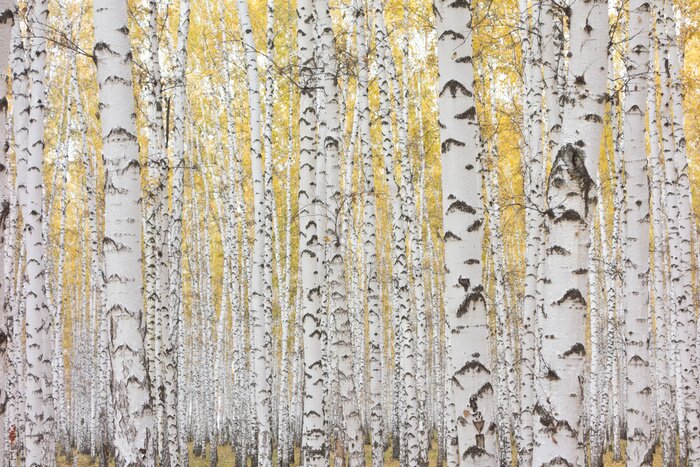 Fototapete Birken mit gelben Blättern