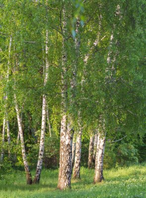 Fototapete Birken mit grünen Blättern