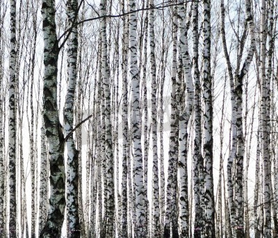 Fototapete Birken mit schwarz-weißer Rinde