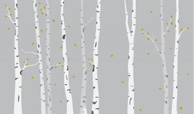 Fototapete Birken-Silhouette-Hintergrund