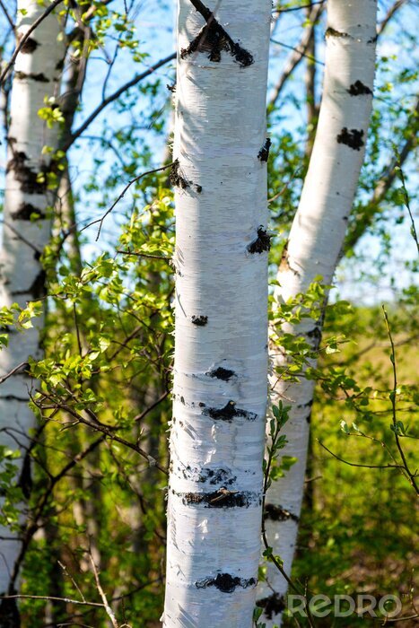 Fototapete Birken Sonne