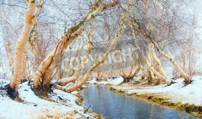 Fototapete Birken über Fluss gebeugt