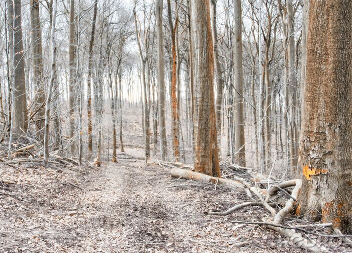 Fototapete Birken und Äste am Boden