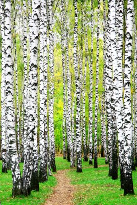 Fototapete Birken und andere Bäume