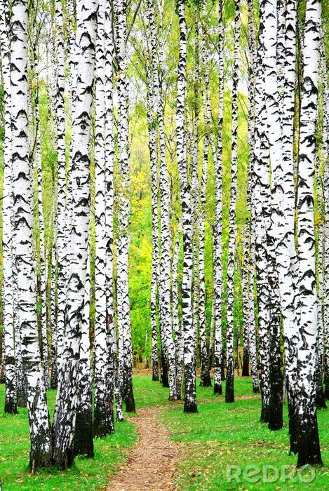 Fototapete Birken und andere Bäume