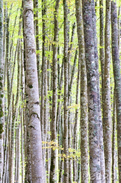 Fototapete Birken und blühende Blätter