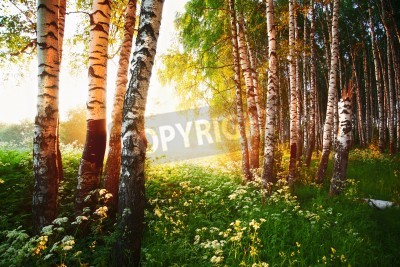 Fototapete Birken und Blumen