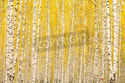 Fototapete Birken und gelbe Blätter