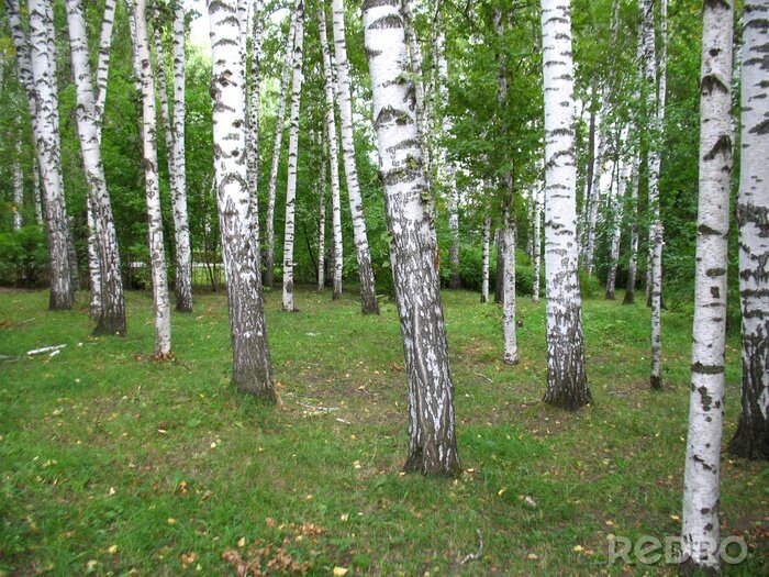 Fototapete Birken und Grün