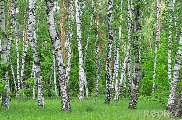 Fototapete Birken und grüne Pflanzen